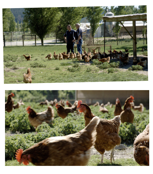 The hen houses and pasture