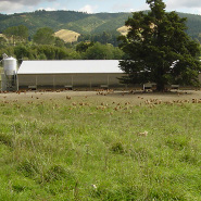 Quail Valley Farm near Nelson