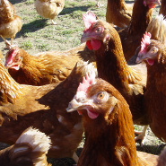 Our hens out enjoying the sun